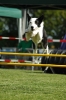 Agilityturnier am 01.07.2006 _527