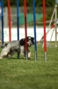 Agilityturnier am 01.07.2006 _548