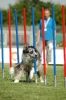 Agilityturnier am 01.07.2006 _552