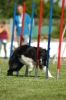 Agilityturnier am 01.07.2006 _580