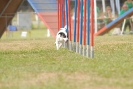 Agilityturnier am 01.07.2007  _100