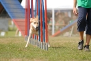 Agilityturnier am 01.07.2007  _217