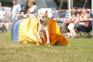 Agilityturnier am 01.07.2007  _219