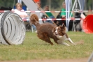 Agilityturnier am 01.07.2007  _895
