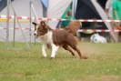 Agilityturnier am 30.06.2007 _114