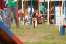 Agilityturnier am 30.06.2007 _115