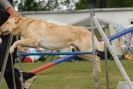 Agilityturnier am 30.06.2007 _131