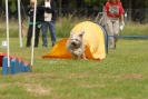 Agilityturnier am 30.06.2007 _205