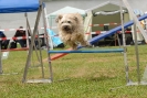 Agilityturnier am 30.06.2007 _208