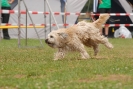 Agilityturnier am 30.06.2007 _209