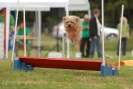 Agilityturnier am 30.06.2007 _218