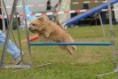 Agilityturnier am 30.06.2007 _220