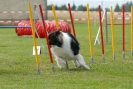 Agilityturnier am 30.06.2007 _273