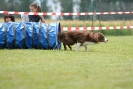 Agilityturnier am 30.06.2007 _314