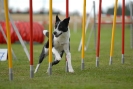 Agilityturnier am 30.06.2007 _344