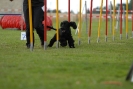 Agilityturnier am 30.06.2007 _350