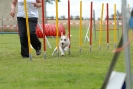 Agilityturnier am 30.06.2007 _363