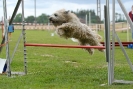 Agilityturnier am 30.06.2007 _381