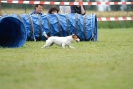 Agilityturnier am 30.06.2007 _395