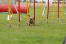 Agilityturnier am 30.06.2007 _399