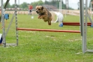 Agilityturnier am 30.06.2007 _401