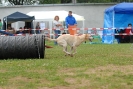Agilityturnier am 30.06.2007 _425