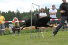 Agilityturnier am 30.06.2007 _473