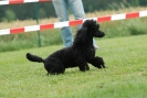 Agilityturnier am 30.06.2007 _524