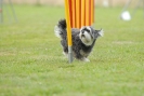 Agilityturnier am 30.06.2007 _540