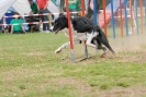 Agilityturnier am 30.06.2007 _553