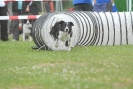 Agilityturnier am 30.06.2007 _555