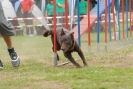 Agilityturnier am 30.06.2007 _559