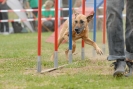 Agilityturnier am 30.06.2007 _565