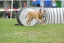 Agilityturnier am 30.06.2007 _566