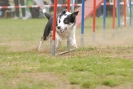 Agilityturnier am 30.06.2007 _578