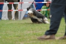 Agilityturnier am 30.06.2007 _604