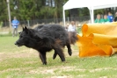 Agilityturnier am 30.06.2007 _617