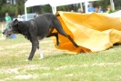 Agilityturnier am 30.06.2007 _623