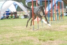 Agilityturnier am 30.06.2007 _624