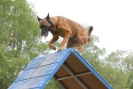 Agilityturnier am 30.06.2007 _641