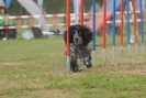 Agilityturnier am 30.06.2007 _734