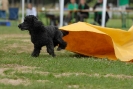 Agilityturnier am 30.06.2007 _744