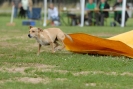 Agilityturnier am 30.06.2007 _748