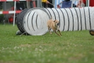 Agilityturnier am 30.06.2007 _751