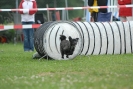 Agilityturnier am 30.06.2007 _761