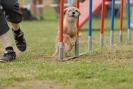 Agilityturnier am 30.06.2007 _779