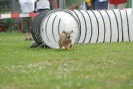 Agilityturnier am 30.06.2007 _781