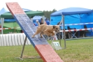 Agilityturnier am 30.06.2007 _782
