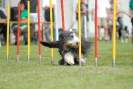 Agilityturnier am 30.06.2007 _810