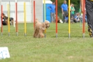 Agilityturnier am 30.06.2007 _875